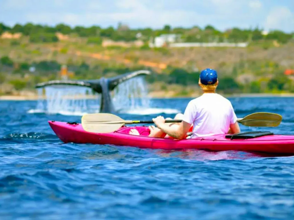 Passeio de Barco para Ver Baleias – Baía de Nacala